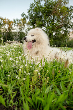 Fluffy white Samoyed dog lying in green grass with white flowers sticking tongue out