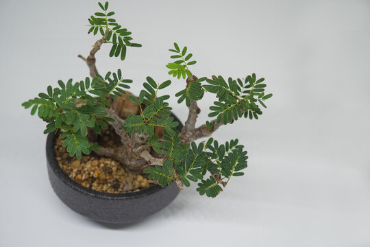 グレー背景に影を落とす、上から俯瞰した盆栽風の塊根植物センナ・メリディオナリス