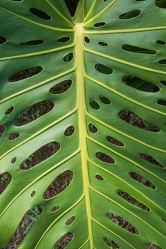 Detailed view of glossy split leaves of Monstera deliciosa, also known as Swiss cheese plant, growing in dense tropical vegetation.