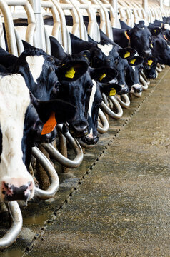 Row of Holstein dairy cows with ear tags feeding in barn stalls