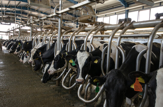Holstein dairy cows in feeding stalls inside a modern farm barn