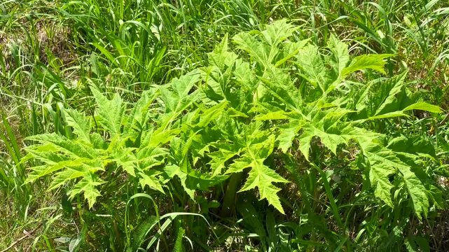 Giant hogweed (Heracleum mantegazzianum) in H&ouml;rte, Skurup community, Scania, Sweden, Scandinavia