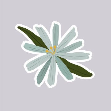 Blooming early scilla flower vector