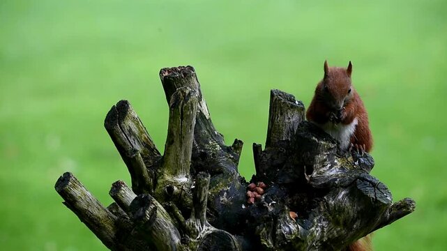 Squirrel (Sciurus) eats nuts