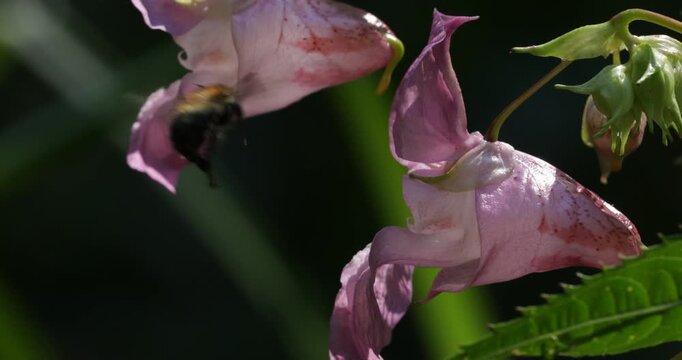 Common carder-bee (Bombus pascuorum) flying from flower to flower (Impatiens glandulifera), Lower Saxony, Germany