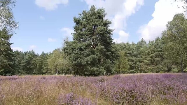 Flowering heath in the Moosheide nature reserve, North Rhine-Westphalia, Germany