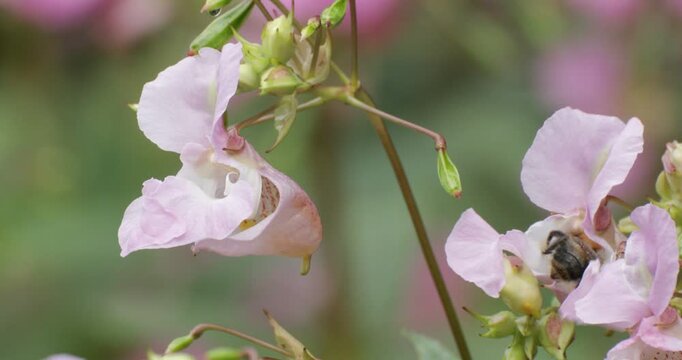 Common carder-bee (Bombus pascuorum) in flower, glandular balsam (Impatiens glandulifera), Lower Saxony, Germany