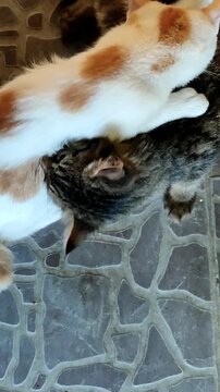 The kittens are cross sucking on the floor