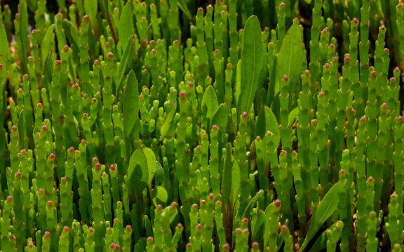 Wild Edible Glasswort Samphire Sprouts In Closeup. Succulent Coastal Plant For Foraging Concept. Natural Green Macro Background