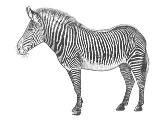 Fototapeta premium Engraving zebra