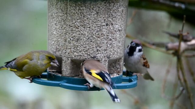 Siskin, (Spinus spinus) Greenfinches, (Chloris chloris) Goldfinches, Carduelis carduelis and House Sparrows, (Passer domesticus) eat sunflower seeds in winter, Schleswig-Holstein, Germany