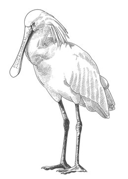 Engraving Eurasian spoonbill - Platalea leucorodia