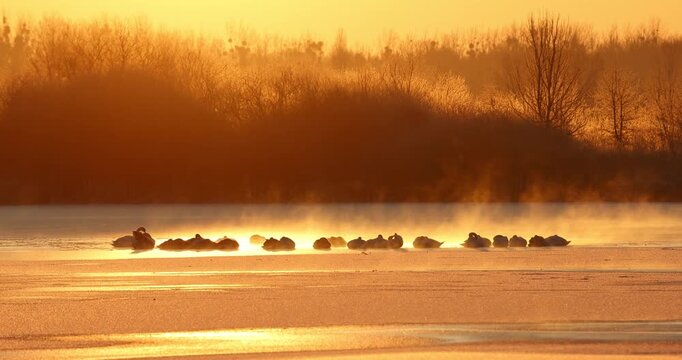 Mute swan (Cygnus olor) severe frost, winter, ice, fight for survival, frozen lake, resting birds keep water surface open, sunrise, cold record, river landscape, Middle Elbe Biosphere Reserve, Saxony