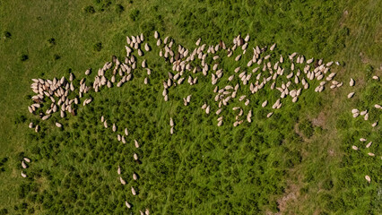 Aerial view of a flock of sheep grazing on a lush green pasture © Erald