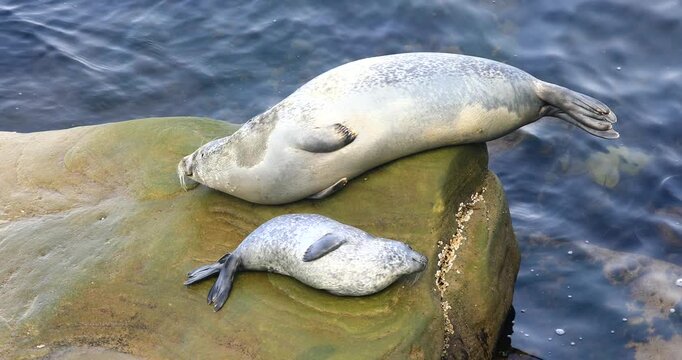 Harbor seal (Phoca vitulina), Female and baby seal hauled on rock at low tide to rest and regulate their body temperature. Forillon national park, Province of Quebec, Canada, North America