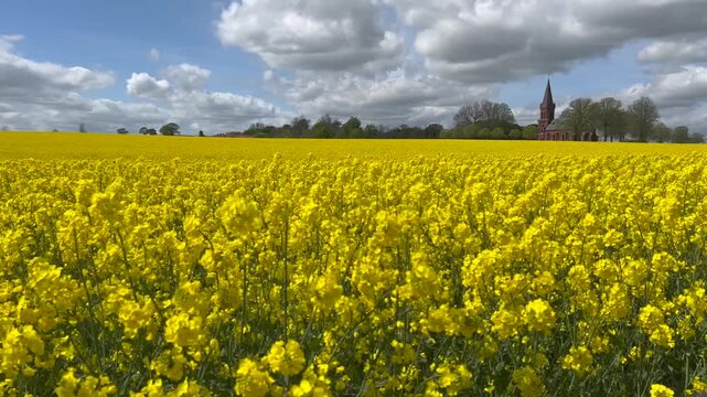 Field of rapeseed in &Ouml;ja, near Ystad, Scania, Sweden, Scandinavia