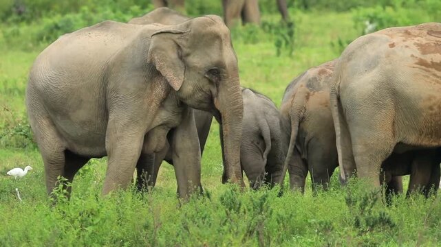 Indian elephants (Elephas maximus indicus) at play, Kui Buri National Park, Prachuap Khiri Khan Province, Thailand