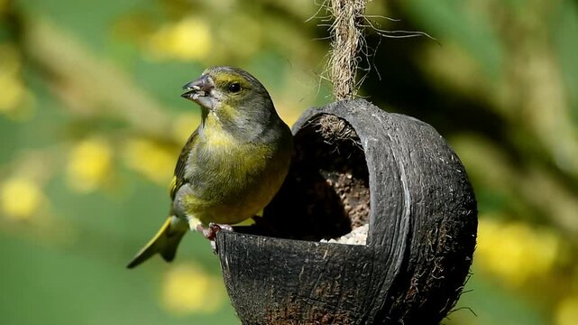 Greenfinch, (Chloris chloris) eats sunflower seeds from a coconut