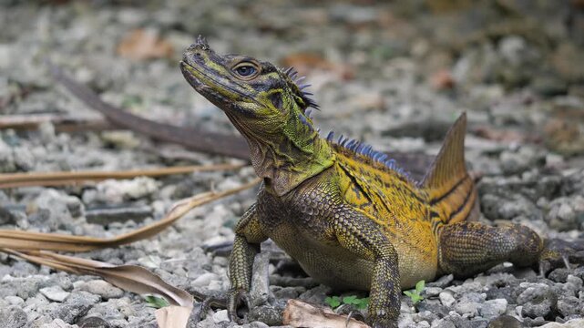 Philippine sailfin lizard (Hydrosaurus pustulatus), Bohol, Philippines