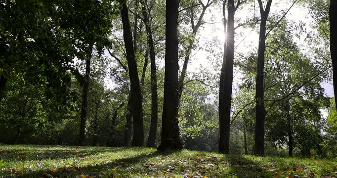 Tall green trees in a wooded area of a mixed forest, an empty grassy meadow with dry orange leaves on the ground on an autumn day