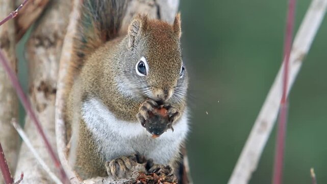 North American red squirrel. Tamiasciurus hudsonicus. Squirrel perched on a tree and eating a cone. Montreal botanical garden. Province of Quebec. Canada