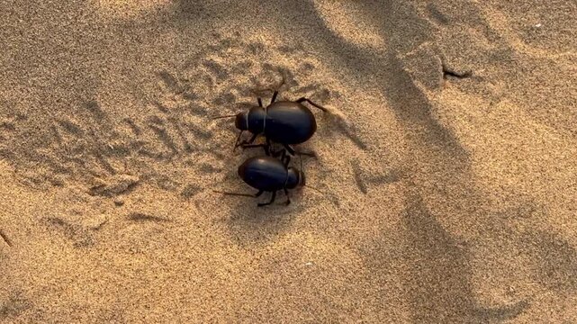 Two beetles in the Thar desert run in circles in the sand, India