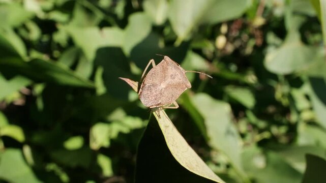 Stink Bug on Swaying Green Leaf Before Flying Away Macro Video