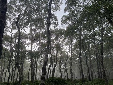 Tranquil white birch forest shrouded in light mist with lush green undergrowth