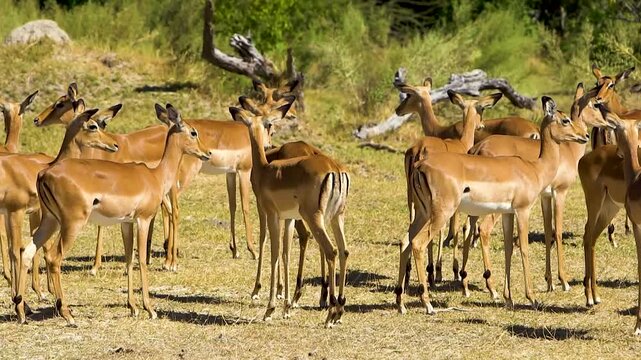 Impala (Aepyceros) herd with many females, Moremi National Park, Botswana