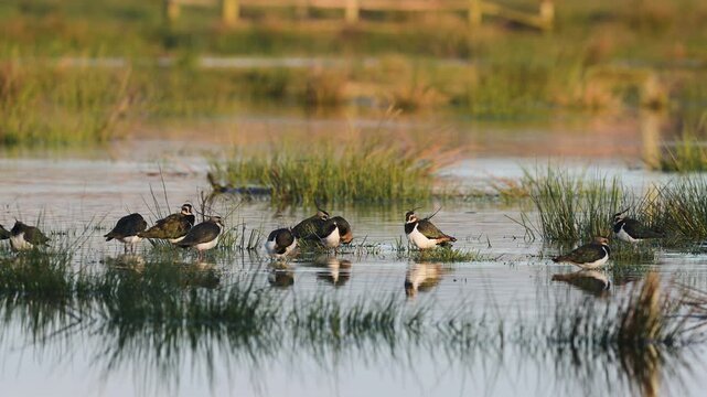 Northern Lapwing, Vanellus vanellus, birds on marshes at winter