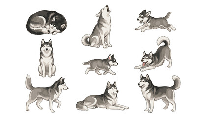 Cute siberian husky dog vector set with playful puppy characters sleeping howling jumping running and sitting on white background © Monzurul