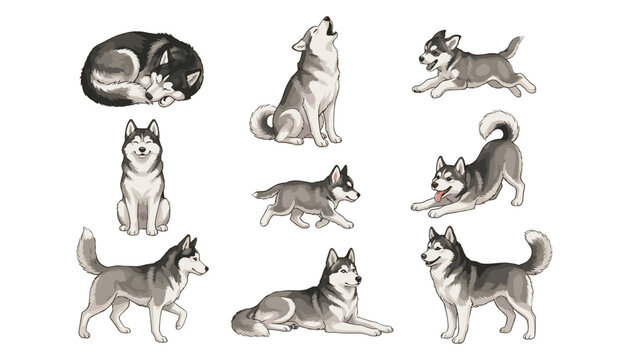 Cute siberian husky dog vector set with playful puppy characters sleeping howling jumping running and sitting on white background