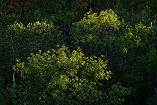 Cottonwood trees raked by late-day side light