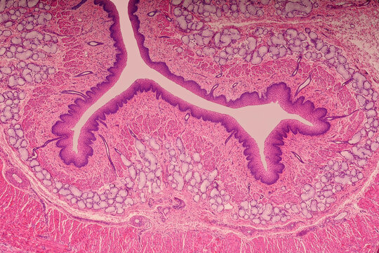 Canine esophagus histology close up view of mucosal fold showing rich submucosal acinar glands and dense cellular epithelial lining with Hematoxylin and Eosin stain