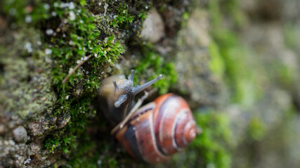 Close-up of a small snail crawling on a green mossy rock in nature © Szymon