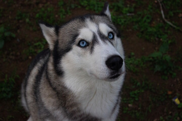 Portrait of a Siberian Husky with striking blue eyes outdoors © PamelaMarcely