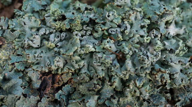 macro background of blue-green foliose lichen growing in a natural environment