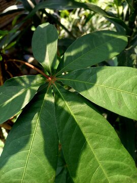 A high-angle, close-up shot of vibrant green palmate leaves of a Money Tree plant (Pachira aquatica) basking in natural morning sunlight and shadows. Perfect for nature, botani