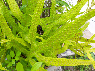 Close-up of vibrant green fern leaves with distinct patterns and textures in a natural setting. © Jajar