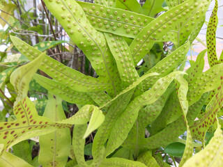 Close-up of vibrant green fern leaves with distinct spore patterns showcasing natural textures and botanical details. © Jajar