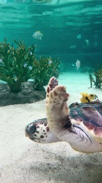 【Aquarium】Sea turtle / Blotched foxface / Bonefish High-Speed［4K Vertical Angle Video］