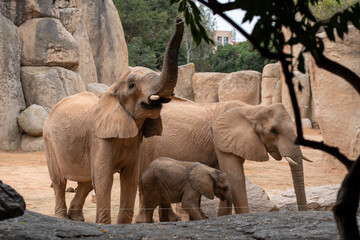 African elephant family with an adult pair and calf in a naturalistic enclosure at Bioparc Valencia, Spain. © Andrii
