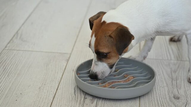 A Jack Russell Terrier eats treats from a licking mat. Slow feeding dish.