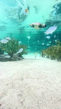 【Aquarium】Pennant coralfish / Butterflyfish ［4K Vertical Angle Video］