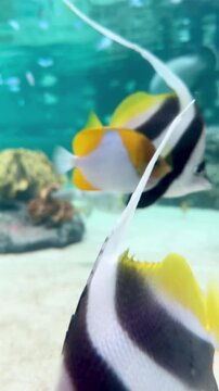 【Aquarium】Pennant coralfish Looking at camera［4K Vertical Angle Video］