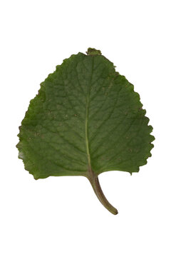 Cuban oregano leaf plectranthus amboinicus on transparent background