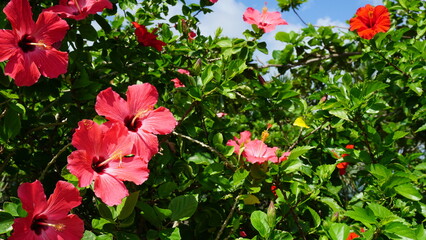 Vibrant Red Hibiscus Blooming Under a Blue Sky © from-ishigaki