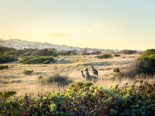 Australian native Kangaroos at sunset in a field with housing behind and copy space © THP Creative