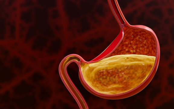 Gastrointestinal Anatomy Concept Art Featuring Healthy Stomach, Digestive Process and Balanced Gastric Environment 3D Rendering
