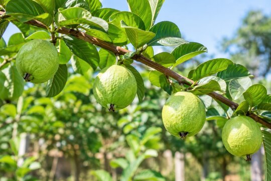 Fresh green guava fruits hanging on lush tropical tree branches under bright sunny outdoor sky, vibrant healthy harvest